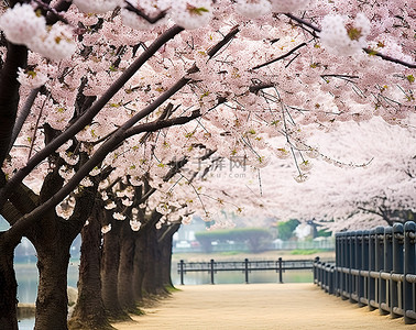 安东河回村背景图片_花朵的花朵