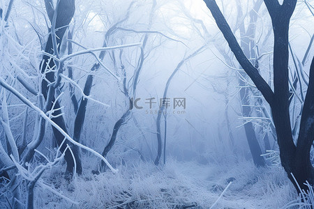 空旷森林中的蓝色霜