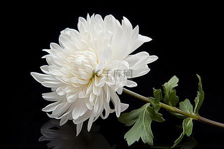 白色花背景图片_黑色表面上显示出一朵白色的菊花