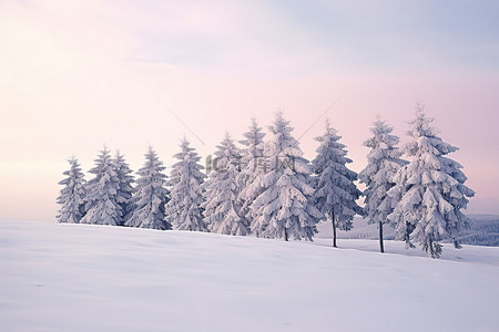 雪地上的一群松树