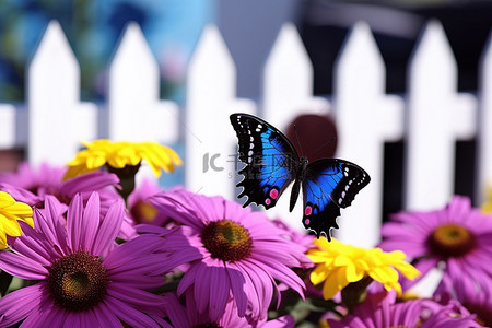 蓝色花田背景图片_背景中的紫色花朵，白色栅栏和黑色和蓝色蝴蝶