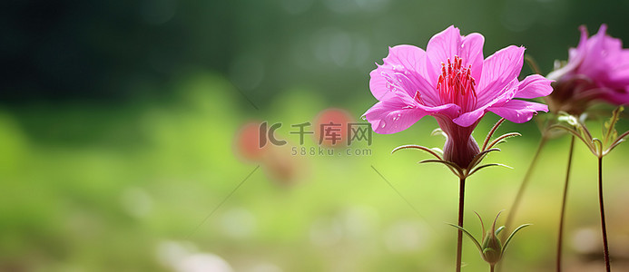 粉红色田野背景图片_一朵粉红色的花在绿色的田野里
