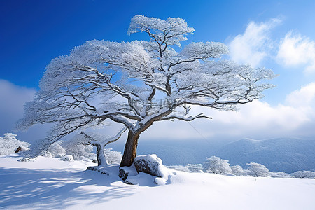 冬季的树背景图片_壁纸 图片 FHD 冬季 树 in the Snow 4k