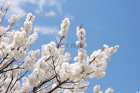 蓝天映衬下树上的白色花朵