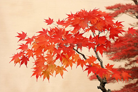 秋天红枫树背景图片_一棵叶子颜色的红枫树