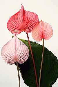 大叶子背景图片_三株有两片大叶子和红色和粉色花朵的植物