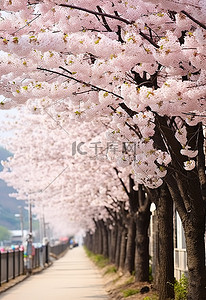 韩国宝城三谷的樱花树