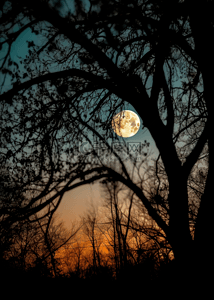 月亮树木背景图片_月亮树木自然背景