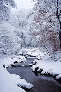 小溪背景图片_美丽的树木旁有一条被雪覆盖的小溪