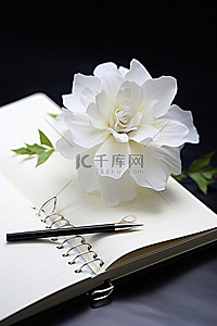 玫瑰背景图片_一朵白花坐在计划器顶部