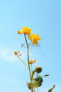春天背景图片_黄色的花映衬着白色的天空