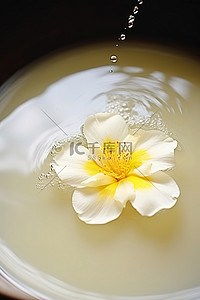 一朵花漂浮在一碗水中