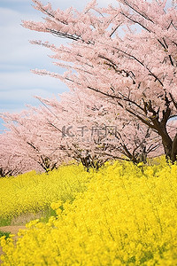 2012年4月23日日本人民庆祝春天的时代的樱花景观