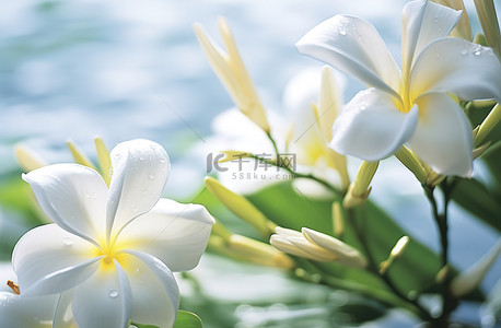 背景中的白色花朵