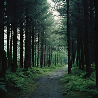 森林背景图片_穿过森林的小路是铺好的，长满了草