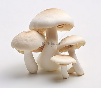 白色背景中的三个白色蘑菇