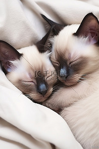 猫睡觉背景图片_两只暹罗小猫睡在床上