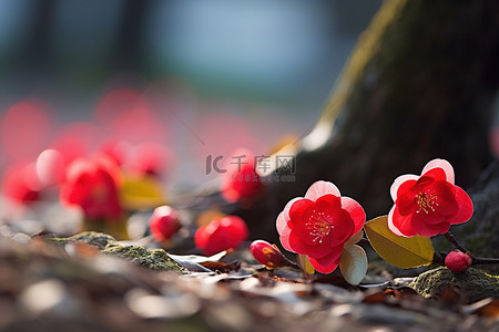 早春的红色花朵
