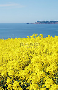 春天田野背景图片_海边田野上的油菜花