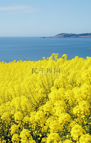 旅行背景图片_海边田野上的油菜花