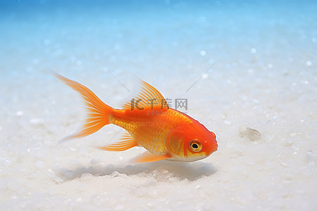 一条金鱼在白色的沙滩上游泳