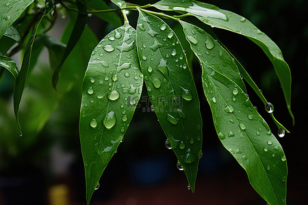 雨滴背景图片_雨滴从雨伞上滴下来