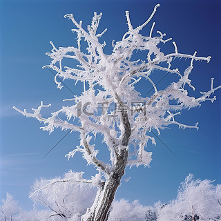 蓝天映衬下的一棵冰冷的树