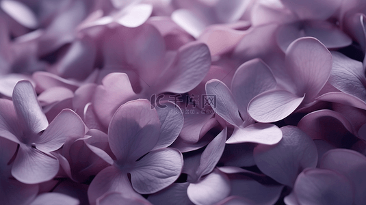 唯美紫色花瓣花卉