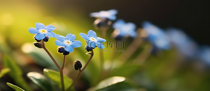 蓝色小花背景图片_几朵蓝色小花的特写