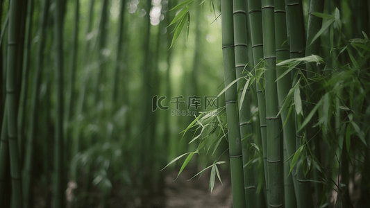 竹子绿色植物竹节背景