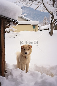 雪王背景图片_雪地里的雪狗 fksy4rffv9cgjpg 278