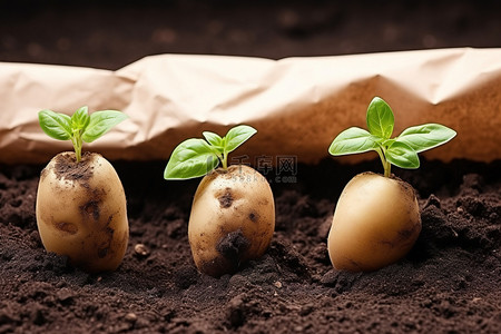 地上有泥土和纸的马铃薯幼苗