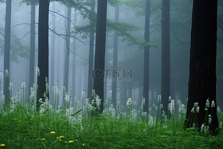 森林的雾