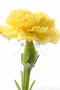 漂浮在白色背景上的黄色康乃馨花