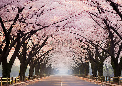 龙行龘龖背景图片_空荡荡的街道上盛开着樱花