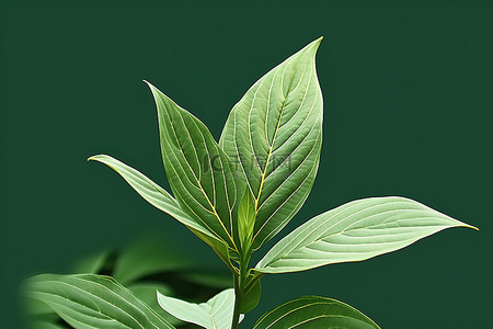 绿叶背景图片_有大绿叶的植物