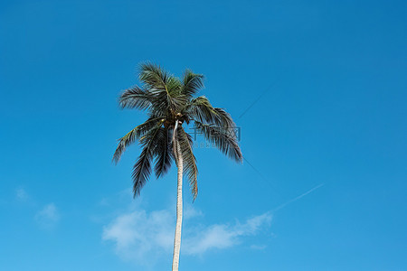 蓝天映衬下有一棵棕榈树