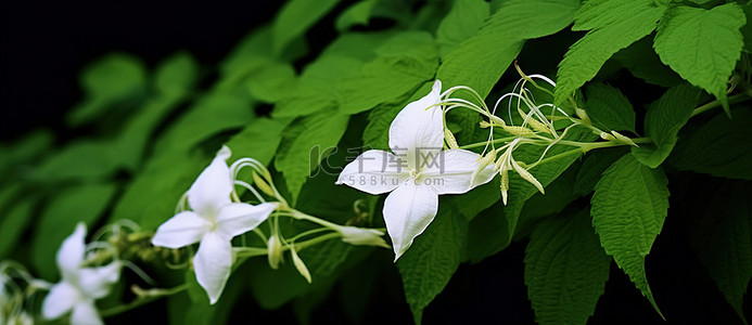 白喉万圣节花生长在绿色植物附近