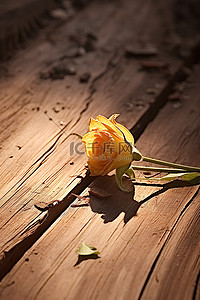 一朵玫瑰躺在干木头上