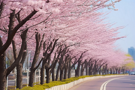 樱花街道背景图片_街道上一排开着粉红色花朵的白桦树
