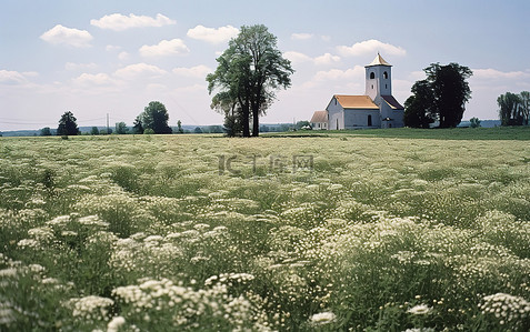 田野野花背景图片_一片开满白花和一座教堂塔楼的田野