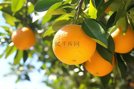 橘背景图片_橘子长在树上 橘子树上