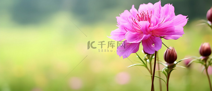 一朵粉红色的花在绿色的田野里