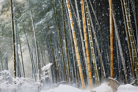 雪中​​的竹树