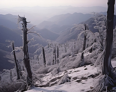 家背景图片_浙江雪山森林