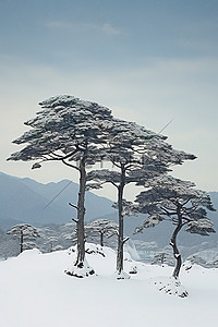 冬天松树背景图片_山区湖面上雪中的五棵松树