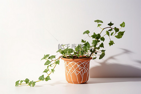 盆盆背景图片_一株白色的常春藤植物在浅色背景的盆里