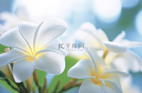 白色鸡蛋花背景背景图片_背景中的白色花朵