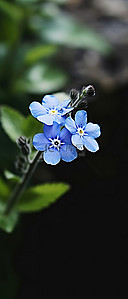一朵蓝色小花的图像