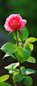 一朵小粉红玫瑰长在绿叶前